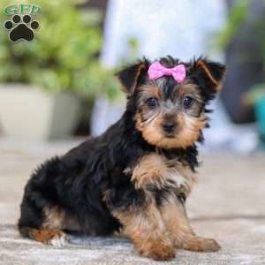 Dolly, Yorkie Puppy